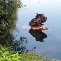 Grenouille sur étang canard sur le dos